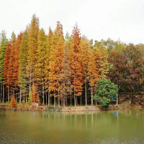 2017年11月25日【单日徒步余杭大禹谷长乐林】寻找秋天的足迹