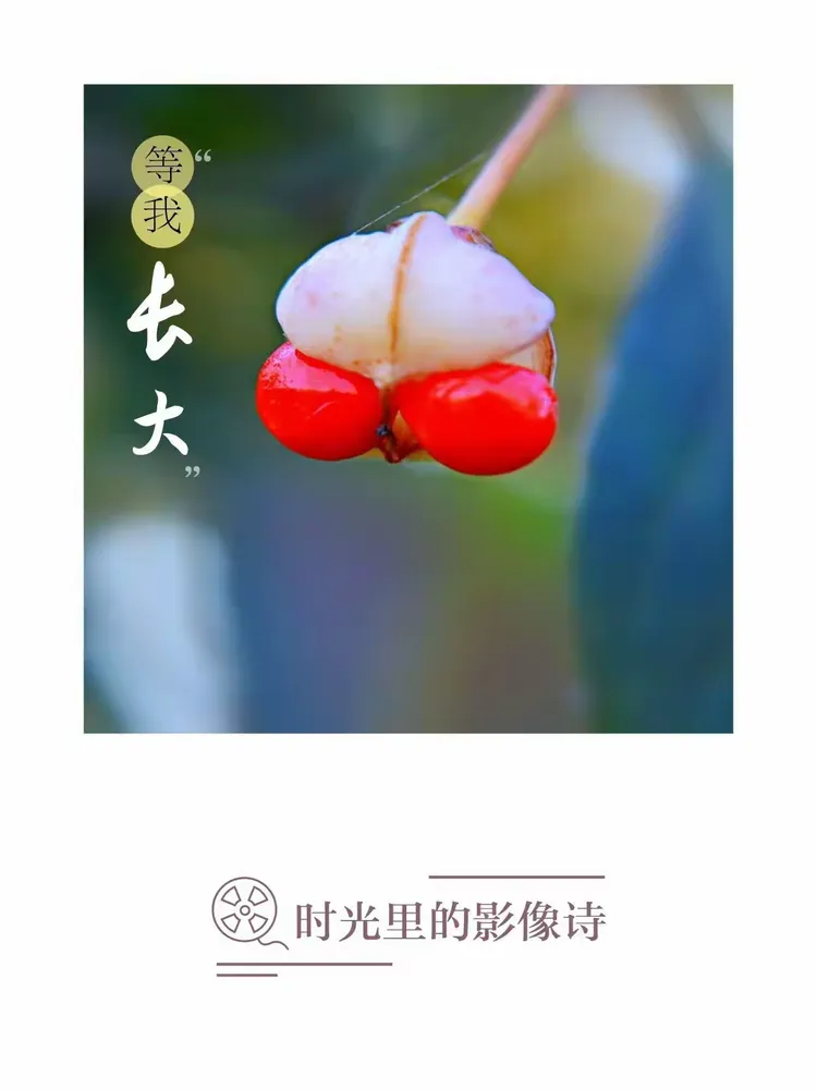 冬青卫矛俗名叫大叶黄杨或简称"黄杨".是灌木植物,高可达3米.