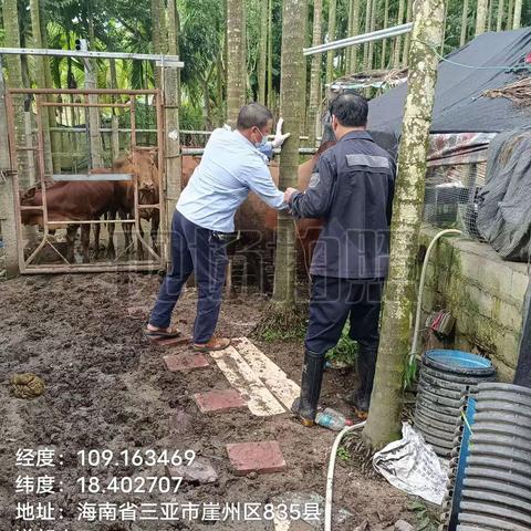 崖州区农业农村局崖城一片区动物防疫员在赤草村秋防免疫