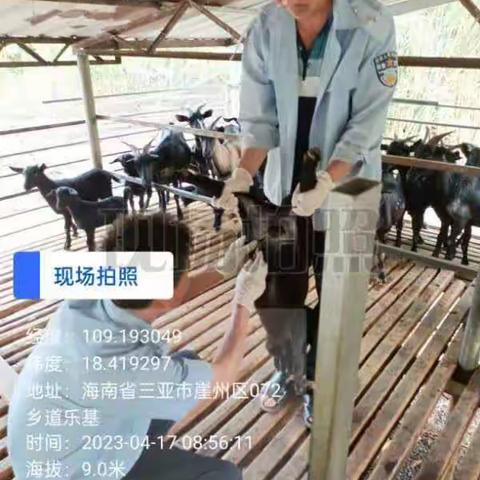 崖州区农业农村局崖城一片区动物防疫员在北岭村、城西村春防免疫