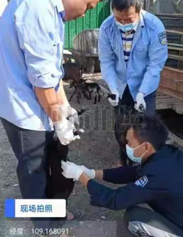 崖州区农业农村局崖城一片区动物防疫员在北岭村春防免疫