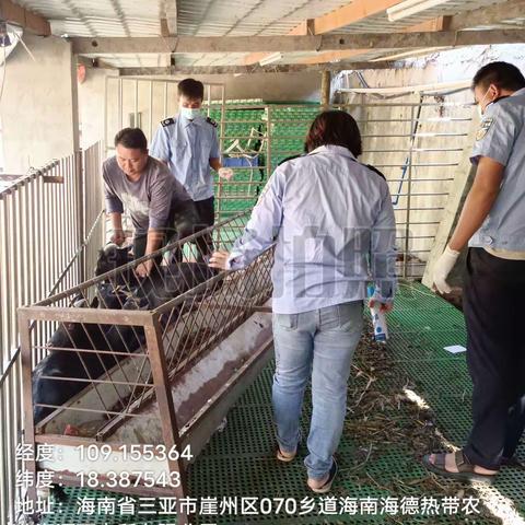 崖州区农业农村局崖城一片区动物防疫员在城西村拱北村秋防免疫