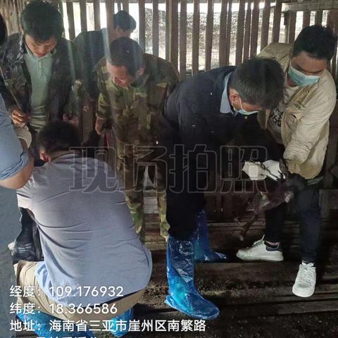 崖州区农业农村局崖城一片区动物防疫员在城东村、三林农场春防免疫