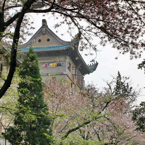 2015年3月游览武大樱花-婺源菜花