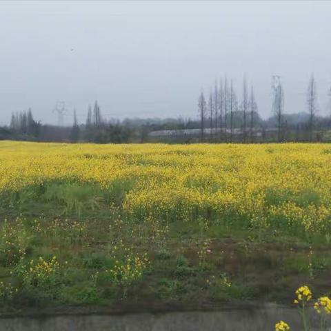 沐浴在春的花海中