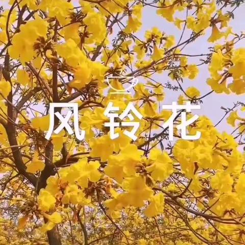 风铃花花语：感谢！