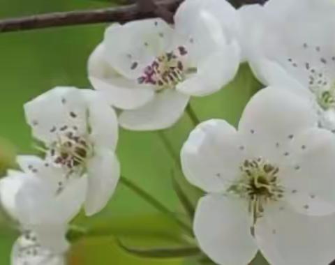 云南梨花谷——锡都个旧加级寨