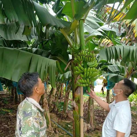 3月2日，为农技推广体系改革与建设补助项目工作要求，我到昌化光田村农户谢承锋香蕉基地了解种植情况。