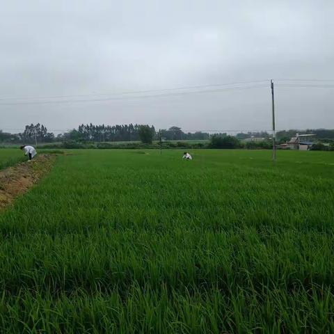 海南省农业农村厅转基因生物安全监管工作检测专家组来我县杂交水稻制种基地进行抽查检测