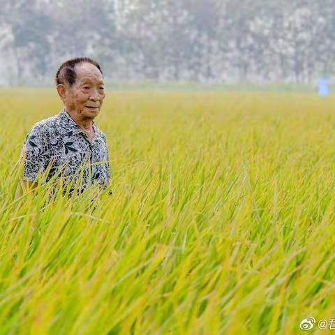 “禾下乘凉”之大二班爱惜粮食教育活动