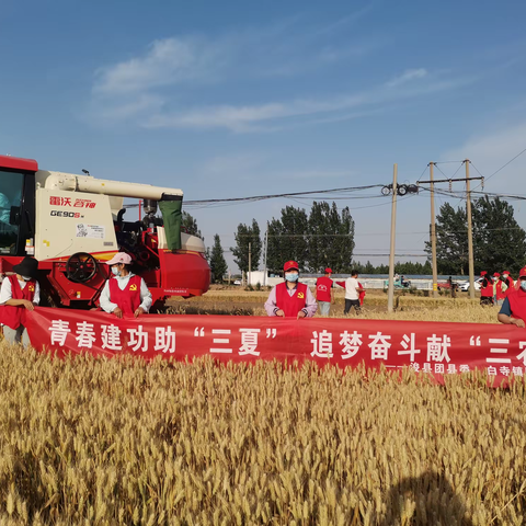 白寺镇：青年志愿服务队助力三夏保丰收