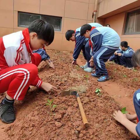 小菜园 大丰收——横峰县实验小学五2班菜园成长记