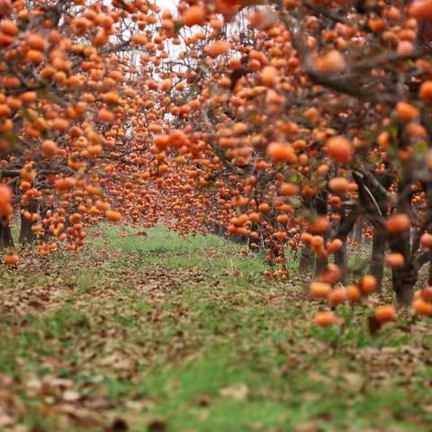 柿子熟了