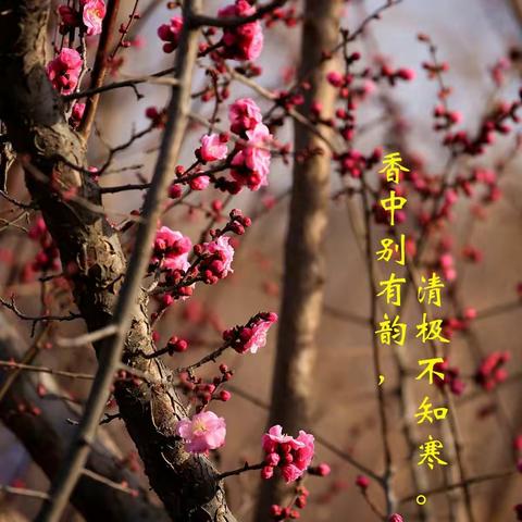 赏梅 、赏诗 、 赏作品     ——20220308