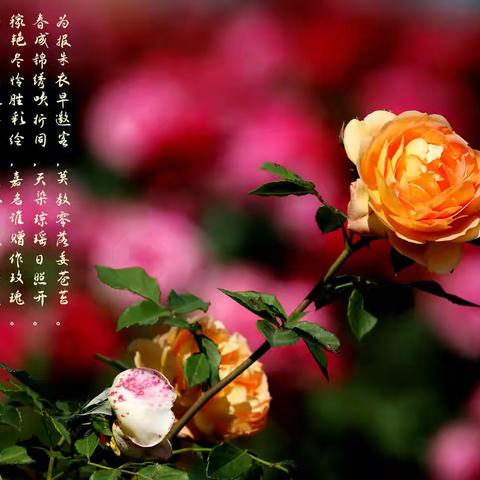 赞美月季花的诗词