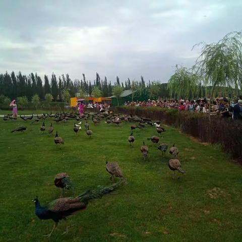 七夕嗨皮哪里好玩   孔雀山庄嘉宾有约