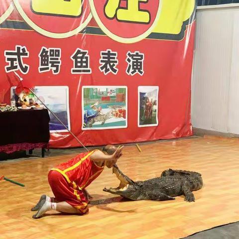 呼市周边一日游     孔雀山庄看鳄鱼