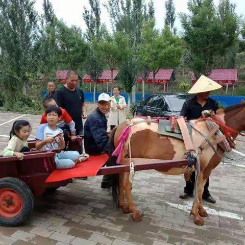 呼市好玩的地方孔雀山庄体验矮马拉车