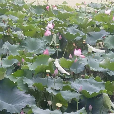 重游鄂州，观景有感