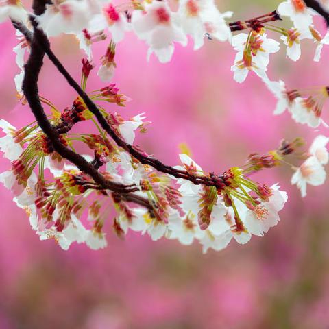 顾村公园晚樱盛放时