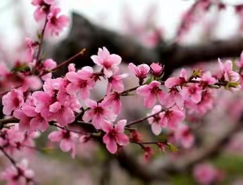 浇灌时代花朵，培育新新之星——“能力建设作风年”之小刘寨小学第七周纪实