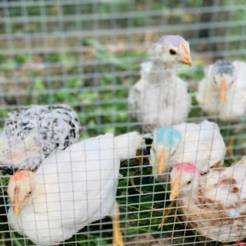 春日乐翻天，鸡仔乐园欢迎你——实幼时代分园萌娃养鸡记