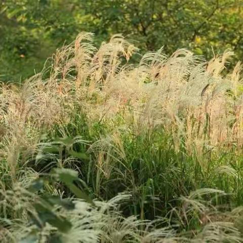 狄花飘飘果儿俏