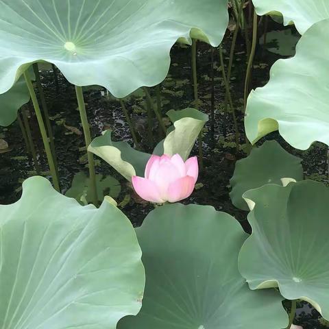 10月走园——常州荷园