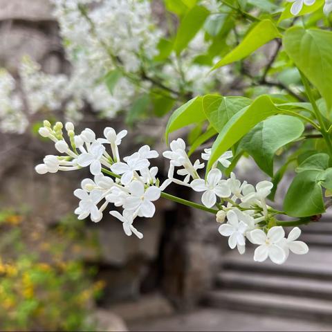 清   明