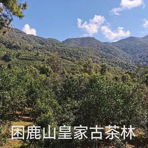 徜徉在困鹿山皇家古茶园/森清文图