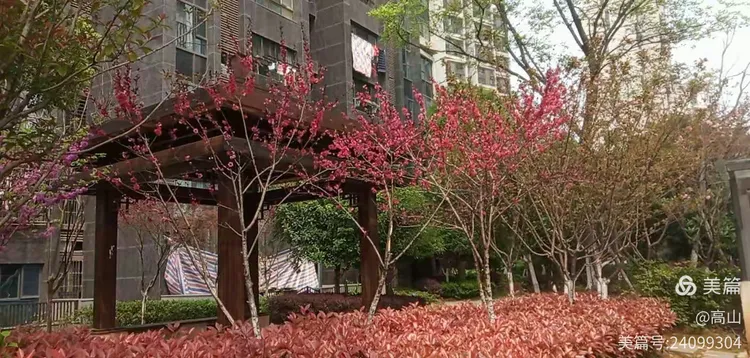 紫玉兰树的种植方法和管理