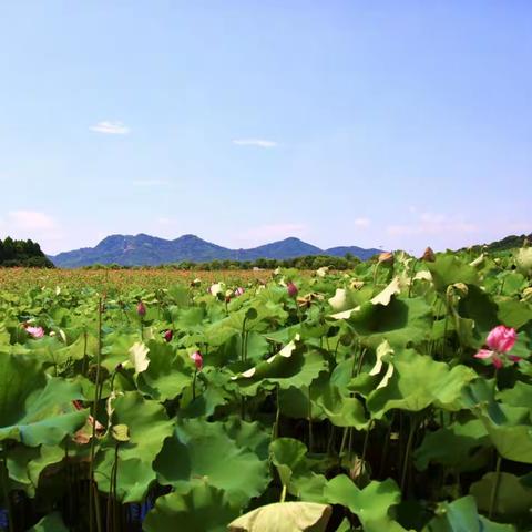 快来湘湖看荷吧