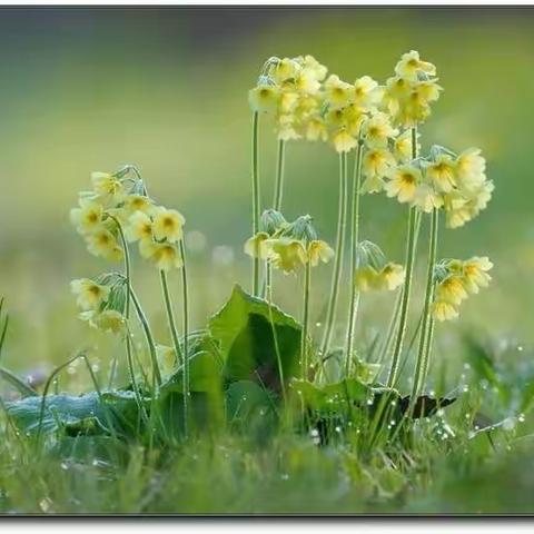 教研磨课  蓄力向前---莒县第二实验小学五年级语文组内讲课活动纪实