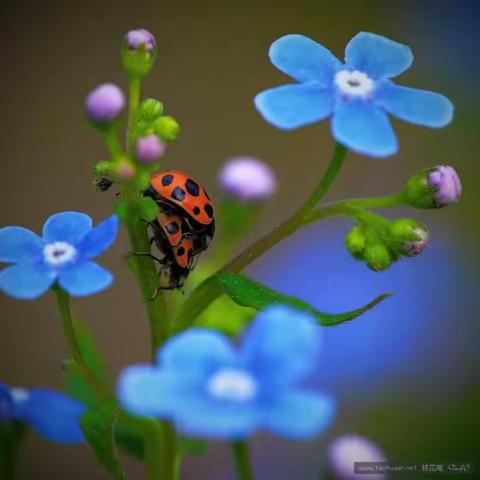 莒县第二协作区小学语文四年级第二单元集体备课