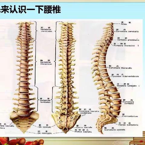 腰椎间盘突出症的中医疗法