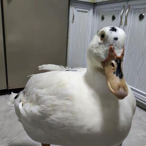 骡鸭一周岁纪念