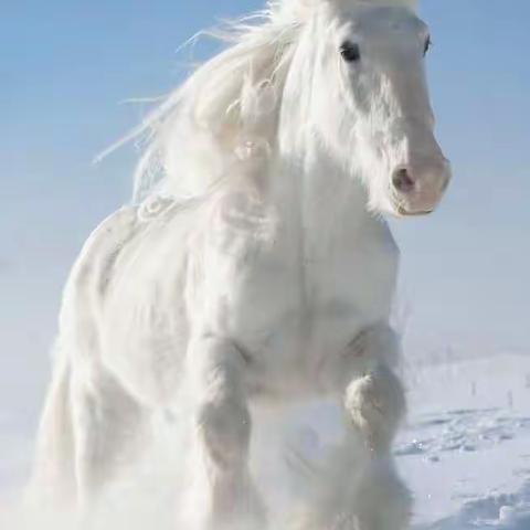 军马、惊马和马场的浪漫故事