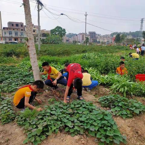 “劳动美”实践活动