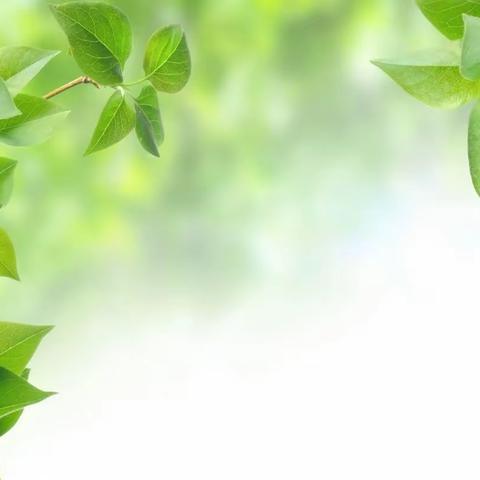 遇见春之叶——旧馆贝贝乐幼儿园小二班班本课程
