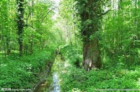 👏工交第一幼儿园——大班级森林防火安全教育👏