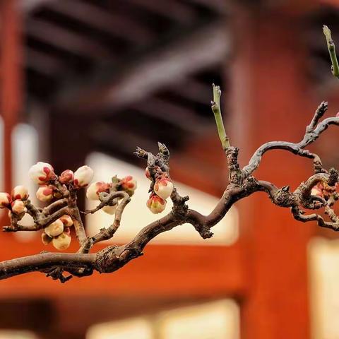 莘庄梅园龙游梅