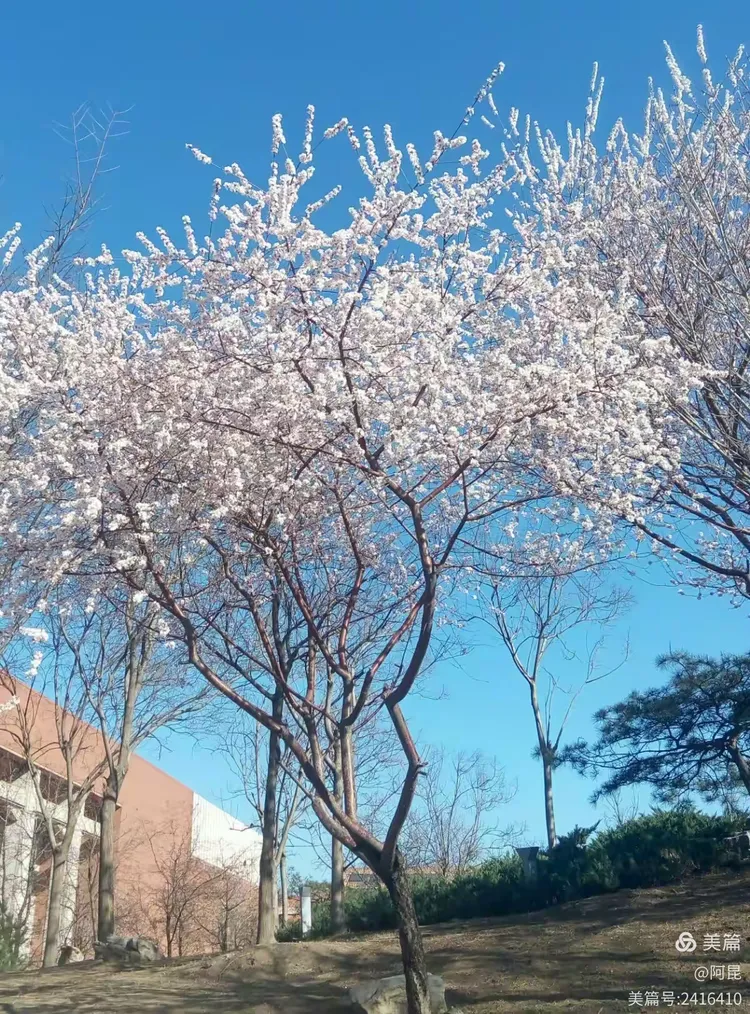 “云花”寄春来 “颜值”变“产值”