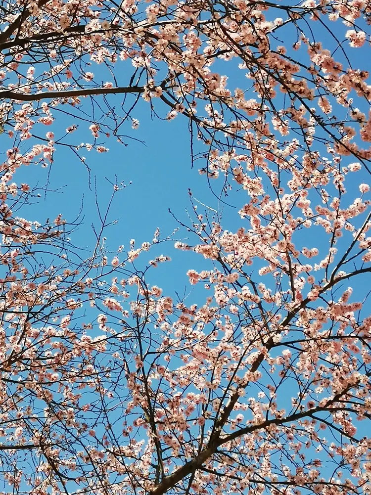 春天🌸🌸🌸的温柔长满了枝头。。。