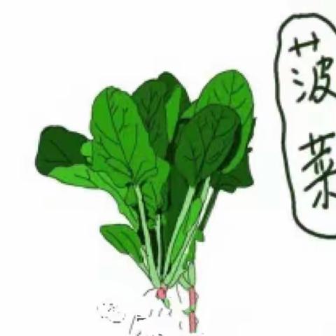 爱的礼物—菠菜