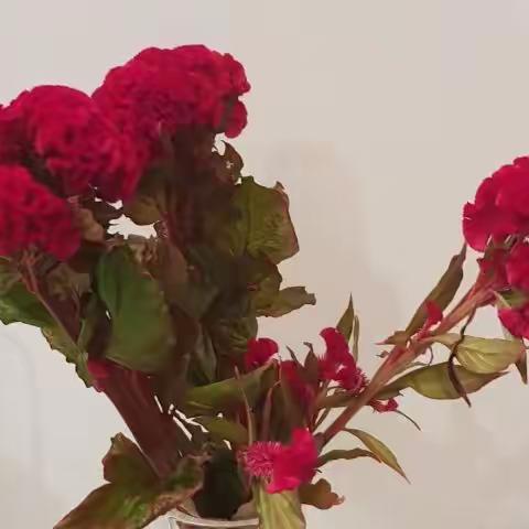 花开喜迎本命年，彩云预兆兔年吉祥