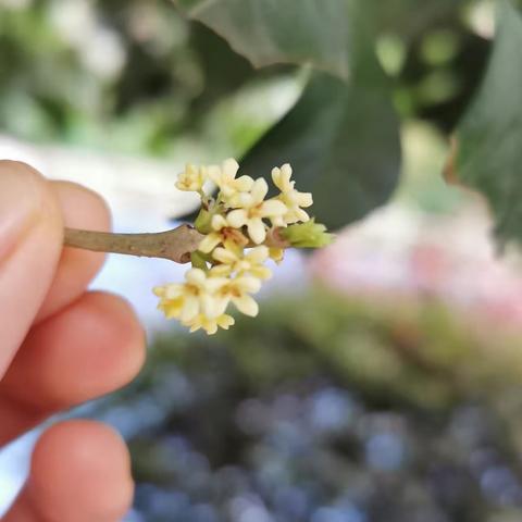 “劳动最美”国庆实践课程—做桂花糕