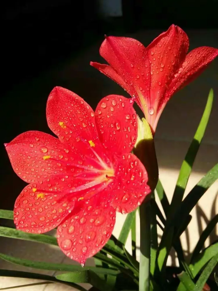 花花世界