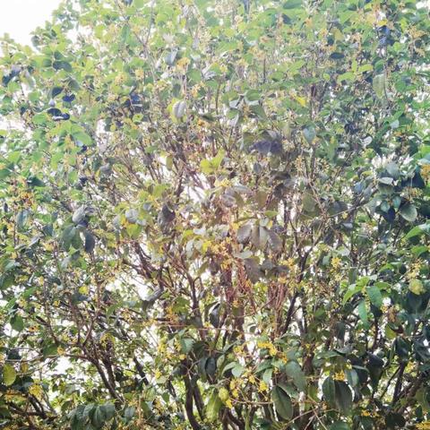 我家门前那棵树