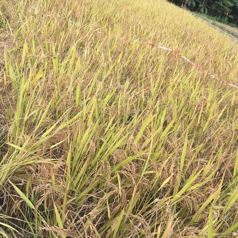 高明秋收起义亲子活动精彩回顾：不一样的活动，异样的精彩，异样的收获！