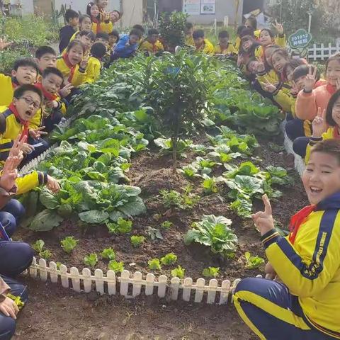 我们菜园丰收啦